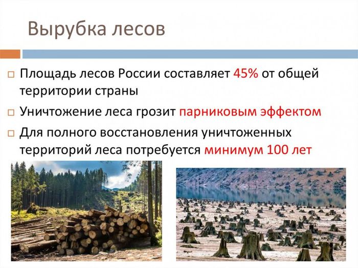 6 вырубка леса